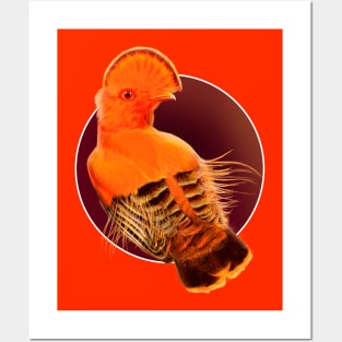 Cock-of-the-Rock Tropical Bird Posters and Art